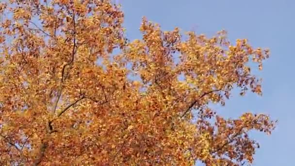 Liriodendron Tulipifera Árvore Com Folhas Amarelas Brilhantes Fundo Outono Com — Vídeo de Stock