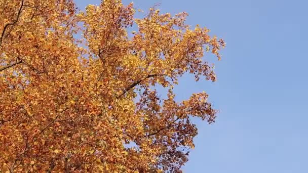 Liriodendron Tulipifera 黄叶鲜亮的树 秋天的背景 有美丽的树叶的树 一种叶子明亮的植物 自然季节的变化 — 图库视频影像