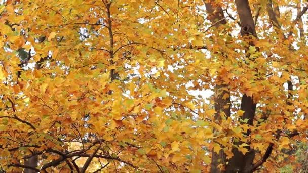 Liriodendron Tulipifera Tree Bright Yellow Leaves Autumn Background Tree Beautiful — Stock Video