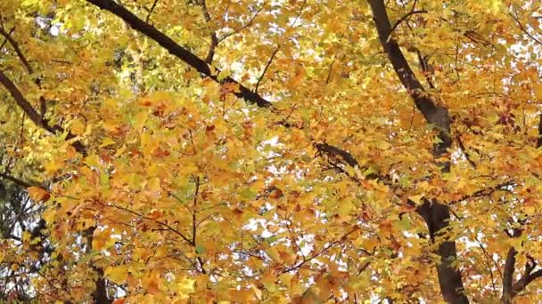 Liriodendron Tulipifera Baum Mit Hellgelben Blättern Herbst Hintergrund Mit Einem — Stockvideo