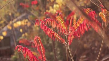 Parlak kırmızı yapraklı bitki, seçici odaklı. Güz arkaplanı ve güzel yaprakları olan bir ağaç. Sumac ağacı yaprakları