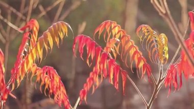 Parlak kırmızı yapraklı bitki, seçici odaklı. Güz arkaplanı ve güzel yaprakları olan bir ağaç. Sumac ağacı yaprakları