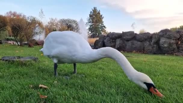公園内のスワンニブルグラス 長い首を持つ白い白い白い白い白い鳥の眺め 鳥が自然の中を歩き 地上から眺める — ストック動画