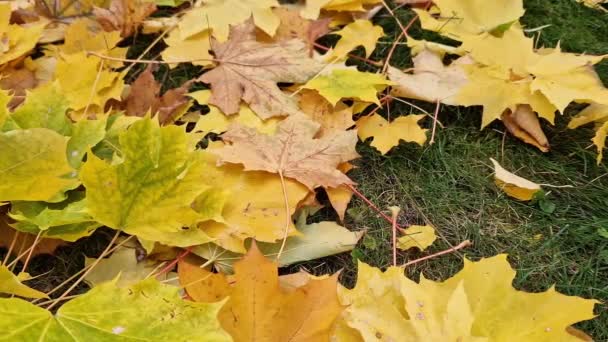 Вскрытие Ярко Желтых Листьев Траве Выборочный Фокус Осенняя Погода Опавшие — стоковое видео