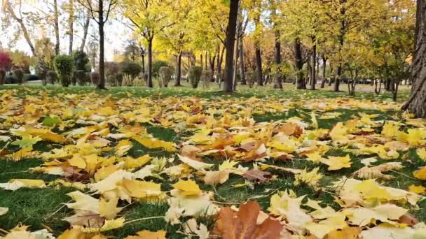 Outono Folhas Amarelas Brilhantes Grama Foco Seletivo Tempo Outono Folhas — Vídeo de Stock