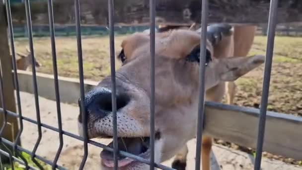 Etetni Egy Állatot Állatkertben Finom Élvezetet Egy Növényevőnek Kerítés Mögött — Stock videók