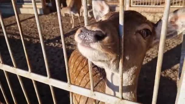 Karmienie Zwierzęcia Zoo Daję Smaczną Ucztę Roślinożercy Płotem Zwierzęta Roślinożerne — Wideo stockowe