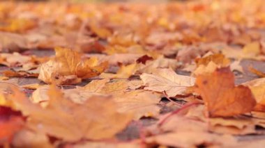 Sonbahar, çimenlerin üzerinde parlak sarı yapraklar, seçici bir odak noktası. Sonbahar havası, yakın mesafeden düşen yapraklar. Parkta sonbahar manzarası, bulanık bir arka plan. Düşen yapraklar
