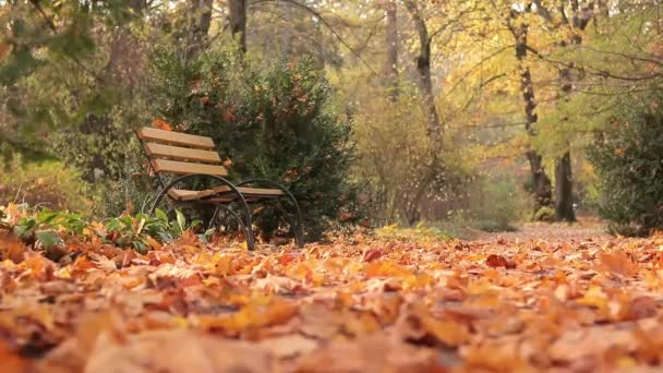 Podzim Jasně Žluté Listy Trávě Selektivní Zaostření Podzimní Počasí Padající — Stock video