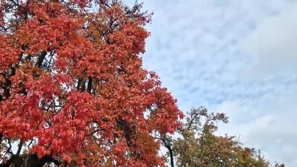 Jasne Jesienne Liście Gałęziach Drzew Jesienna Przyroda Pomarańczowe Liście Niebie — Wideo stockowe