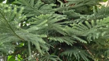 Araucaria, kozalaklı bitki, yakın dallar. Bir seradaki yeşil kozalaklı bitki.