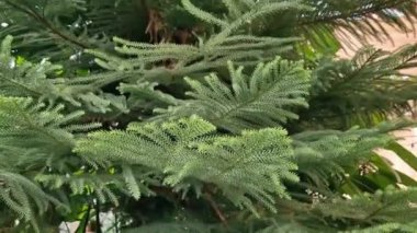 Araucaria, kozalaklı bitki, yakın dallar. Bir seradaki yeşil kozalaklı bitki.