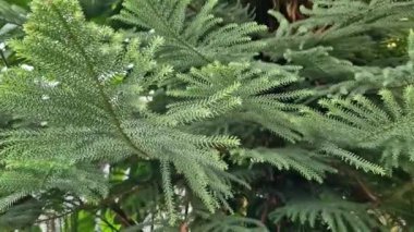 Araucaria, kozalaklı bitki, yakın dallar. Bir seradaki yeşil kozalaklı bitki.