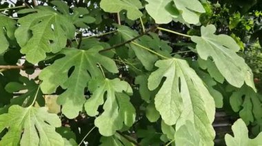 Seradaki incir bitkisi, büyük yeşil yapraklar. Ficus carica. Büyük yeşil yapraklar yakın.