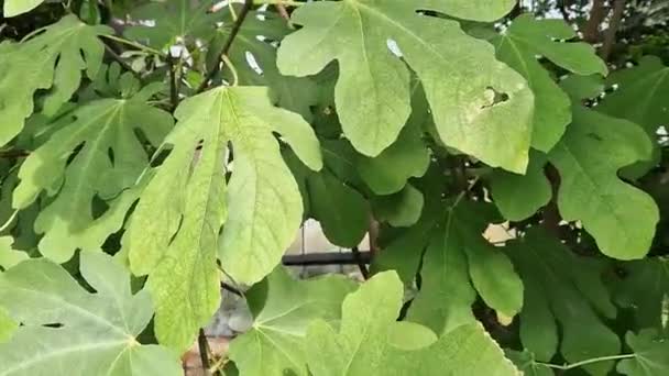 把植物固定在温室里 绿色的大叶子上 Ficus Carica 大绿叶密闭 — 图库视频影像