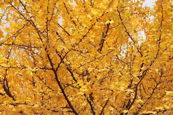 Гінкго Дерево Восени Жовте Листя Гілках Дерев Проти Неба Зміна — стокове фото