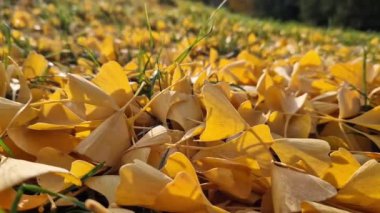 Yere düşen gingo yapraklarının yakın çekimi, seçici odaklanma. Sarı gingo yaprakları çimlerin üzerinde, sonbahar arkaplanı. Mevsim değişimi