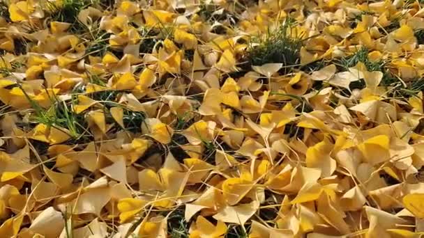 Zbliżenie Liści Gingo Które Spadły Ziemię Selektywne Skupienie Żółte Liście — Wideo stockowe