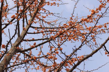 Sonbaharda Ginkgo ağacı. Gökyüzüne karşı ağaç dalları üzerinde portakal meyveleri. Doğada mevsim değişimi. Olgun ginkgo meyveleri