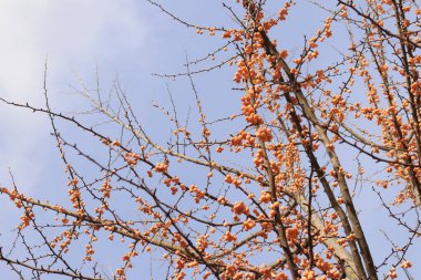 Sonbaharda Ginkgo ağacı. Gökyüzüne karşı ağaç dalları üzerinde portakal meyveleri. Doğada mevsim değişimi. Olgun ginkgo meyveleri