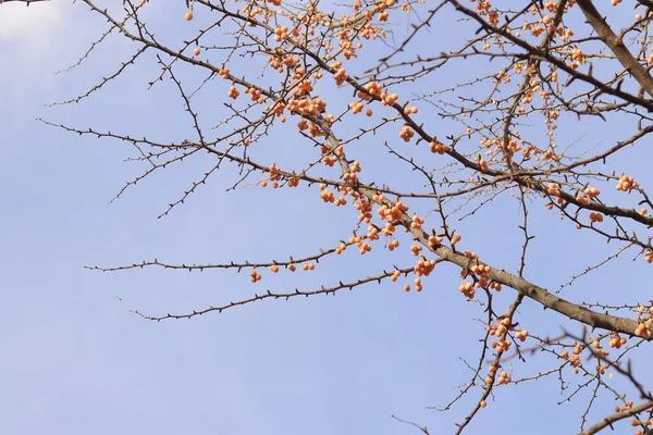 Ginkgo tree in autumn. Orange fruits on tree branches against the sky. Change of season in nature. Ripe ginkgo fruits