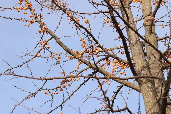 Sonbaharda Ginkgo ağacı. Gökyüzüne karşı ağaç dalları üzerinde portakal meyveleri. Doğada mevsim değişimi. Olgun ginkgo meyveleri