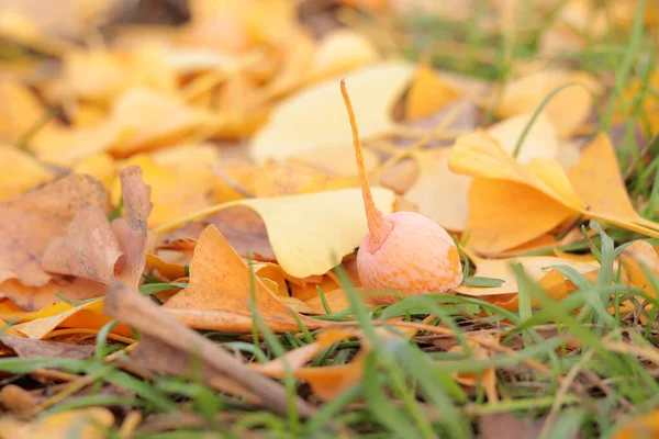 Ginkgo fruits in autumn among fallen leaves, close-up. The fruits are orange on the ground. Change of season in nature. Ripe ginkgo fruits