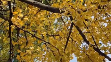 Sonbaharda Ginkgo ağacı. Gökyüzüne karşı ağaç dalları üzerinde sarı yapraklar. Doğada mevsim değişimi