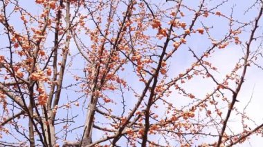 Sonbaharda Ginkgo ağacı. Gökyüzüne karşı ağaç dalları üzerinde portakal meyveleri. Doğada mevsim değişimi. Olgun ginkgo meyveleri