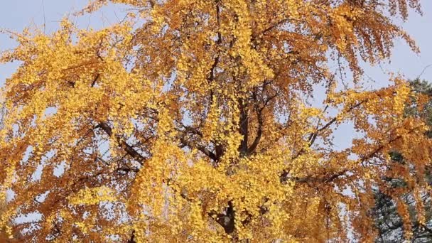Ginkgo Árvore Outono Folhas Amarelas Galhos Árvores Contra Céu Mudança — Vídeo de Stock