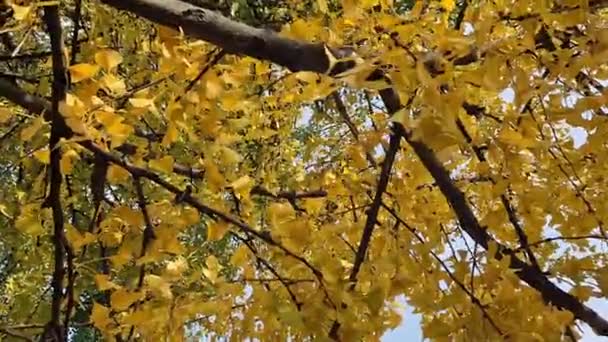 Ginkgo Árvore Outono Folhas Amarelas Galhos Árvores Contra Céu Mudança — Vídeo de Stock