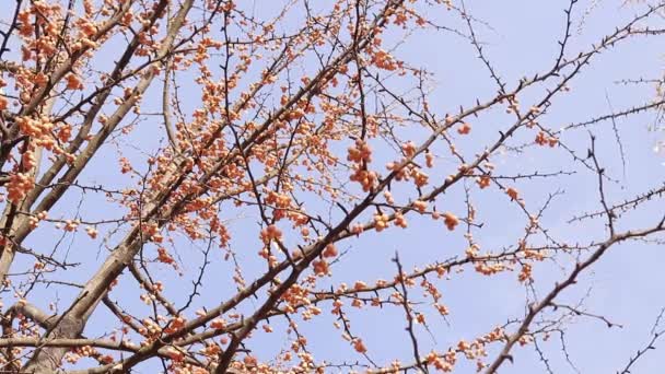 Drzewo Ginkgo Jesienią Owoce Pomarańczy Gałęziach Drzew Pod Niebem Zmiana — Wideo stockowe