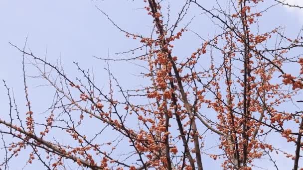 Ginkgo Träd Hösten Apelsinfrukter Trädgrenar Mot Himlen Ändrad Årstid Naturen — Stockvideo