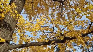Sonbaharda Ginkgo ağacı. Gökyüzüne karşı ağaç dalları üzerinde sarı yapraklar. Doğada mevsim değişimi