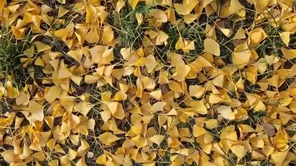地面に落ちたゴミの葉のクローズアップ 選択的な焦点 黄色いゴミは 秋の背景の草の上に葉を残しています 季節の変更について — ストック動画