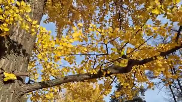 Гинкго Осенью Желтые Листья Ветвях Деревьев Против Неба Изменение Сезона — стоковое видео