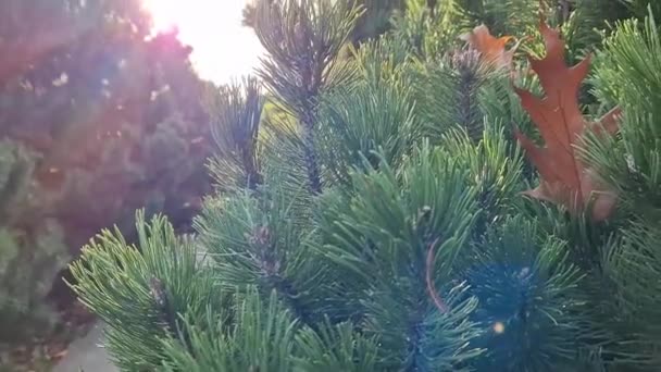 日光で植物を統合し 枝を閉じます 公園での秋 エバーグリーン — ストック動画