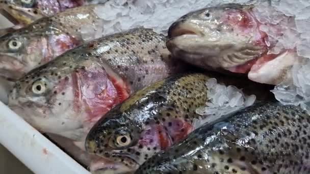 Pstrąg Świeże Ryby Leżą Lodowych Frytkach Bliska Ryby Lodówce Sklepie — Wideo stockowe