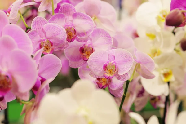Orchid flowers in a store close-up. Many different colors of orchids with pink spots. Selling flowers in a shopping center. Floral background