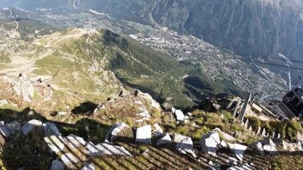 Alpesi Jackdaws Madarak Kilátás Felvonóból Brevent Francia Alpok Chamonix Gyönyörű — Stock videók