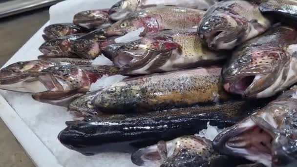 新鮮な魚は剃られた氷の上にあり 閉じ込められています 店内の冷蔵カウンターで魚を食べる スーパーマーケット チルド トラウト — ストック動画