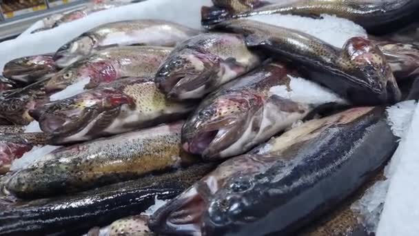 Pescado Fresco Encuentra Hielo Afeitado Cerca Pescado Mostrador Refrigerado Una — Vídeo de stock
