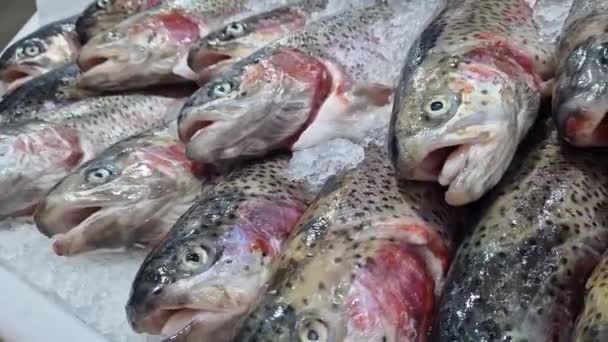 Холодна Форель Лежить Холодильнику Свіжа Риба Лежить Оголеному Льоду Крупним — стокове відео