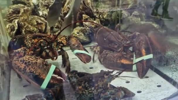 Żywy Homar Akwarium Supermarkecie Dział Owoców Morza Homary Wiązanymi Pazurami — Wideo stockowe