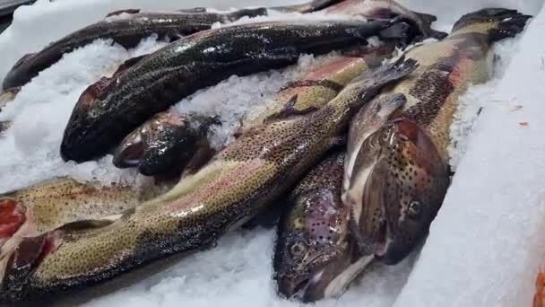 Fresh Fish Lies Shaved Ice Close Fish Refrigerated Counter Store — Stock Video