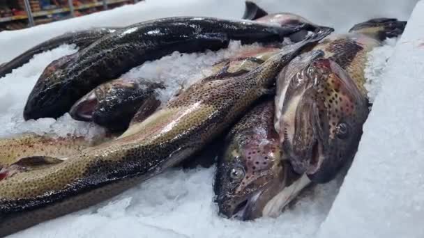 新鮮な魚は剃られた氷の上にあり 閉じ込められています 店内の冷蔵カウンターで魚を食べる スーパーマーケット チルド トラウト — ストック動画