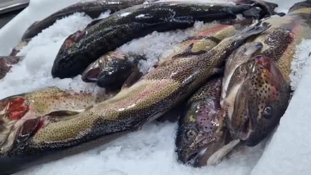 Čerstvé Ryby Leží Ohořelém Ledu Zblízka Ryby Chladícím Pultu Obchodě — Stock video