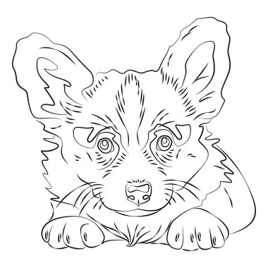 Corgi köpeğinin taslak çizimi, köpek çizimi. Köpeğin yüzü çizgilerle çizilmiş. Bir köpek insanın dostudur. Dövme için bir köpek çiziyor.