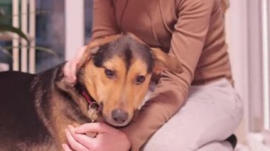 Kyiv, Ukrayna - 01.08.2024: Köpek insan en iyi dosttur. Sahibi bir köpeği okşuyor, cinsi olmayan bir evcil hayvanı. Ukrayna bayrağıyla bir köpeğin ağızlık kaplaması, madalyon.