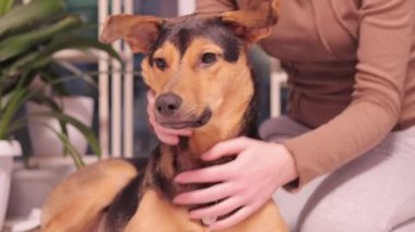 Kyiv, Ukrayna - 01.08.2024: Köpek insan en iyi dosttur. Sahibi bir köpeği okşuyor, cinsi olmayan bir evcil hayvanı. Ukrayna bayrağıyla bir köpeğin ağızlık kaplaması, madalyon.